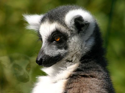 Katta 2_800x600_nach Augen-OP.jpg