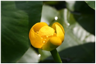 Teichtulpe.jpg