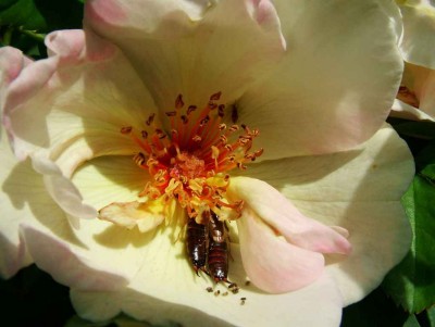 Eine &amp;quot;Wildrose&amp;quot; mit Ohrenkneifer