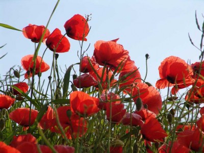 Gegenlichtmohn