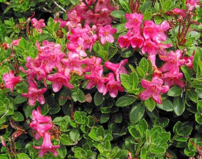 Rhododendron hirsutum, behaarte oder bewimperte Alpenrose