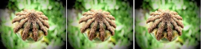 mohn-test.jpg