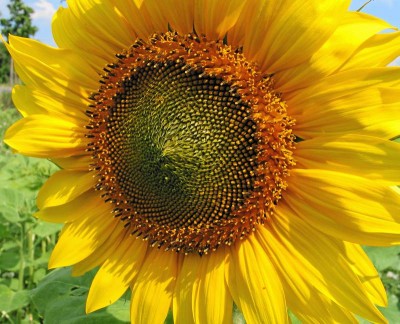 Sonneblume