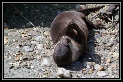 Otterbetend-1.jpg