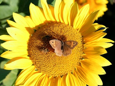 Sonnenblume mit Schmetterling
