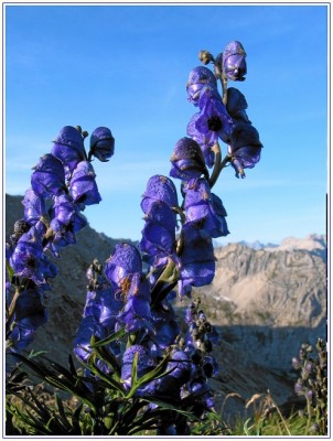 Blauer Eisenhut