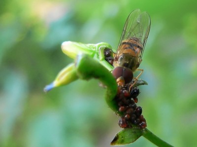 Schwebfliege