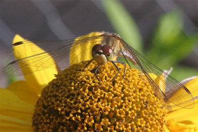 Libelle.jpg