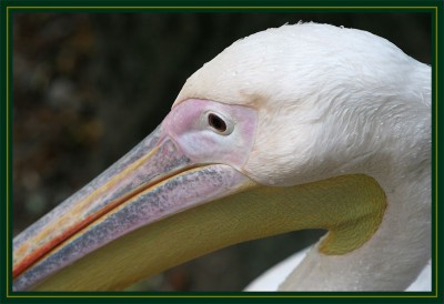 Pelikan.jpg