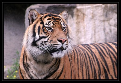 Tiger-01.jpg