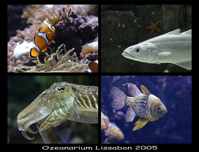 Ozeanarium-Collage_05.jpg