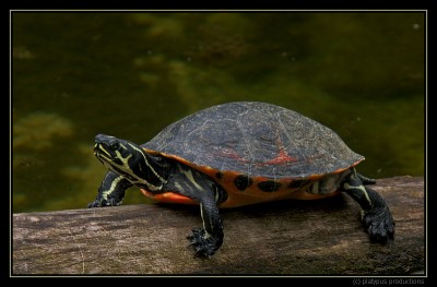 Schildkröte PICT5412.JPG