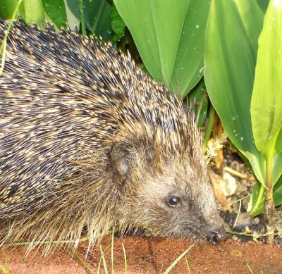 igel1.jpg