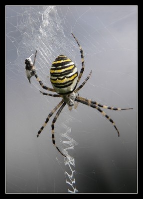 Zebraspinne