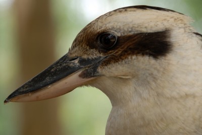 Laughing Kookaburra BBS_2733.JPG