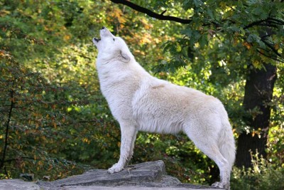 Aufgenommen im Zoologischen Garten Berlin