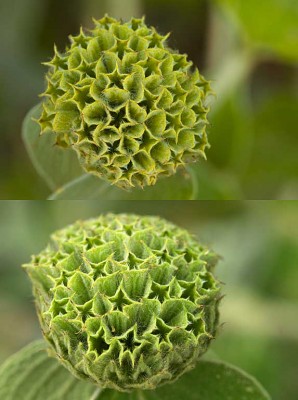 So sieht wohl die Blüte aus - nehme mal an dass dies die Blüte ist...