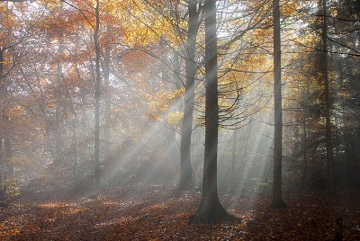 Leichter Nebel