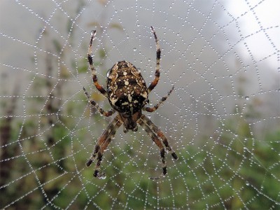 Kreuzspinne mit Tautropfen