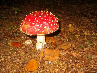 Fliegenpilz im herbstlichen Wald