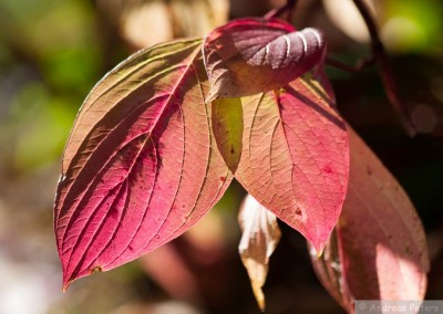 ...Zeit der Farben