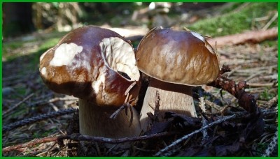 Der Steinpilz schmeckt auch Schnecken.