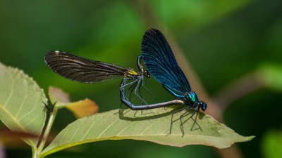 Kamera: Nikon D5300<br />Objektiv: AF-VR Zoom Nikkor 80-400 mm<br />Brennweite: 400 mm<br />effektive Brennweite 600 mm (b.dieser Kamera)<br />f: 5.6<br />Entfernung: 3.5 m<br />Bel.Zeit: 1/500<br />ISO: 320<br />Weissabgleich: Auto<br />Stativ