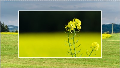 Bild mit Rahmen und Hintergrund