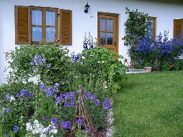 blaue_Beete.jpg