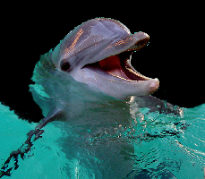 Delphin.jpg