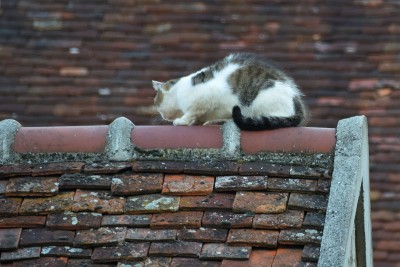 Katze auf dem Dachfirst