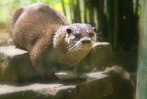 Otter_Korr Kopie.jpg