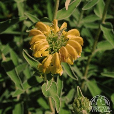 Phlomis frut.php.jpg